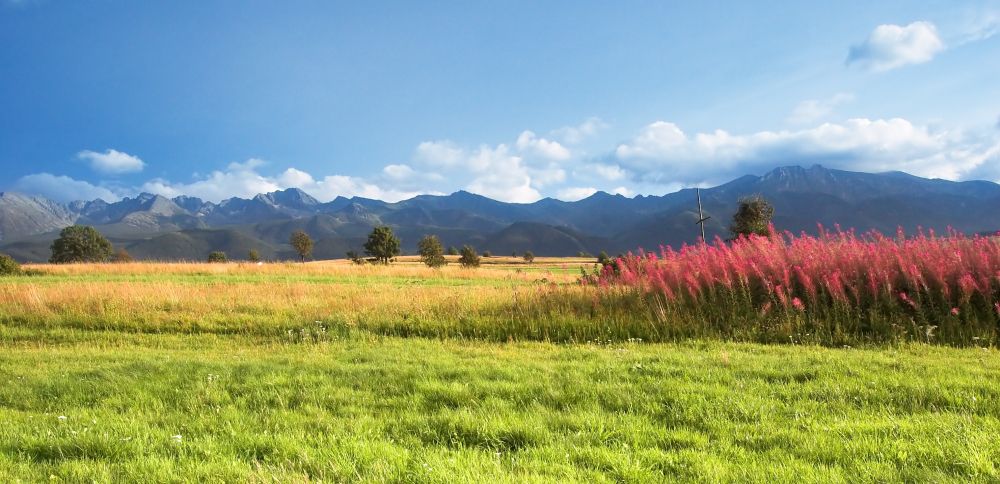 Meadow