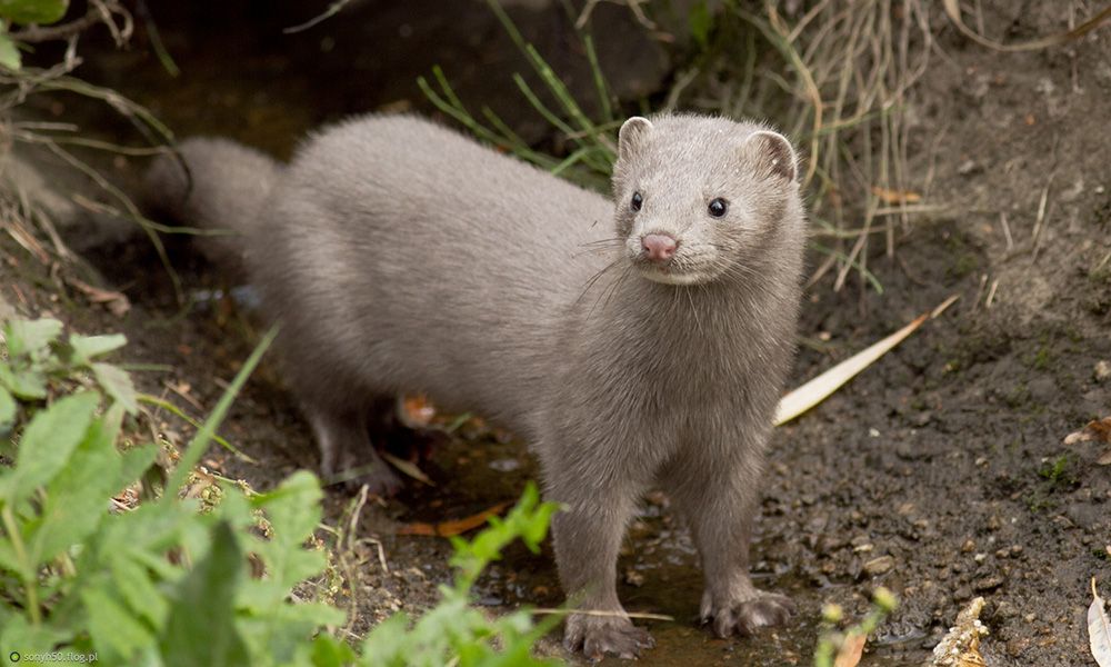 Mink