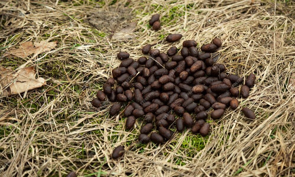 Moose feces in the forest on the grass
