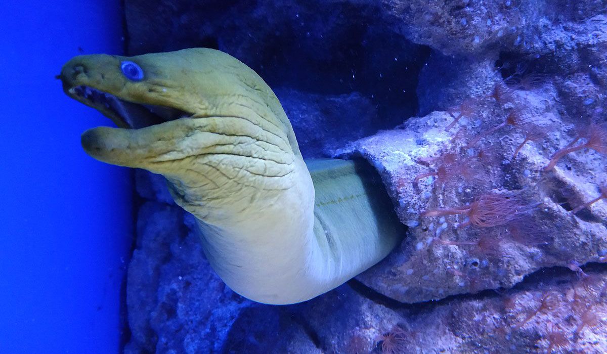 Moray eel