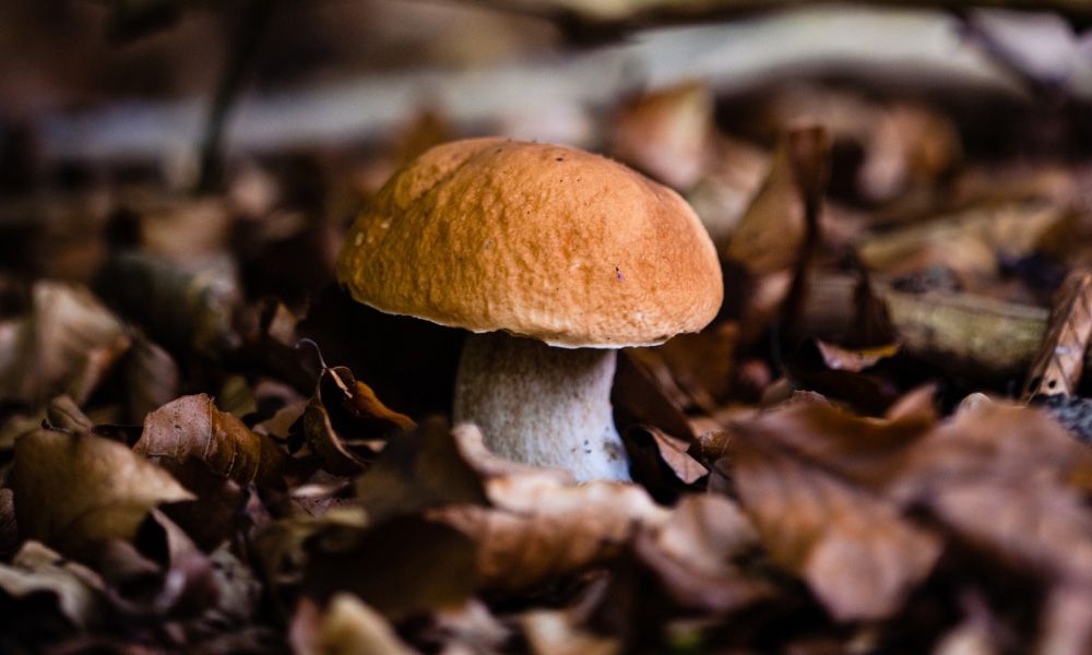 Mushroom growing in the forest