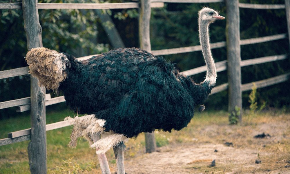 Ostrich on the run