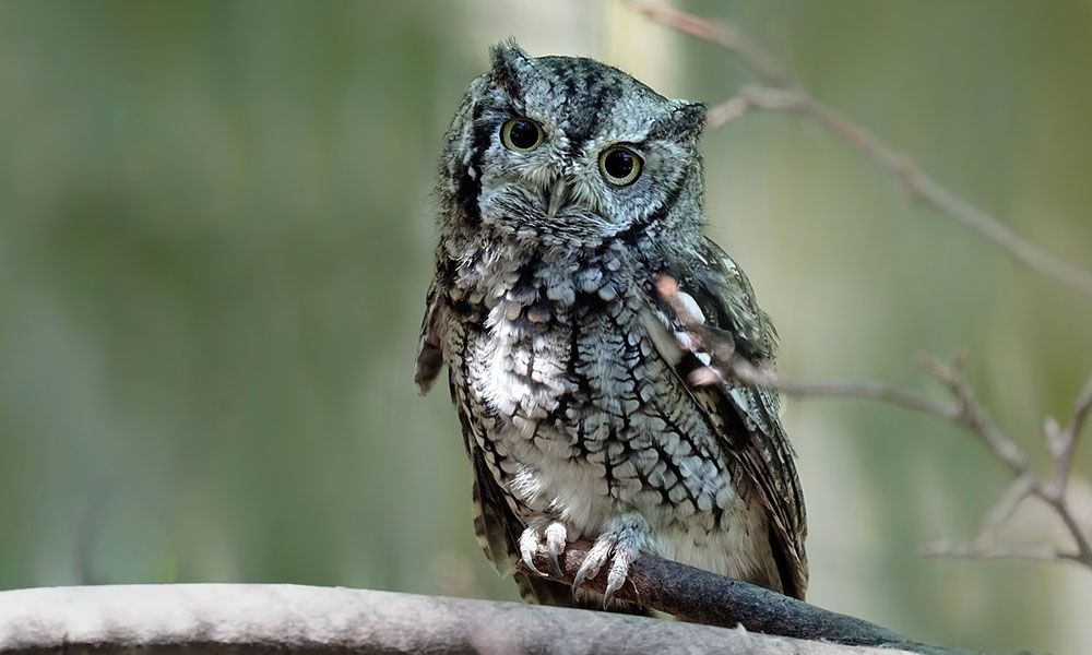 Owl sitting on a branch