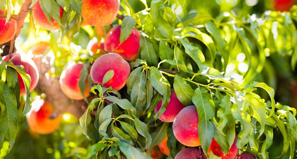 Peaches growing on a tree
