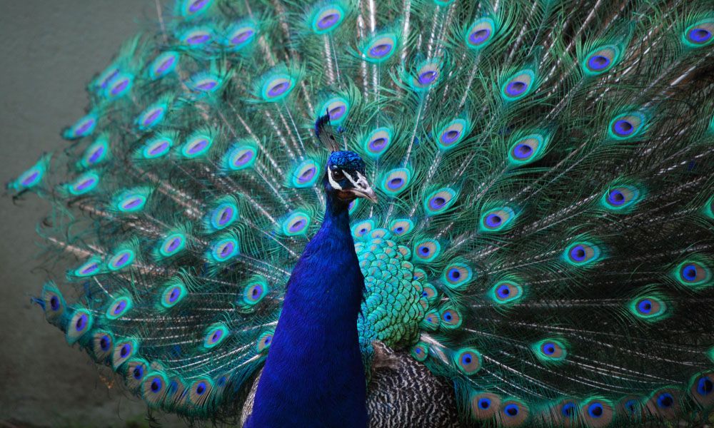Peacock