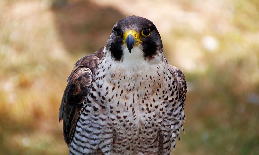 Peregrine falcon