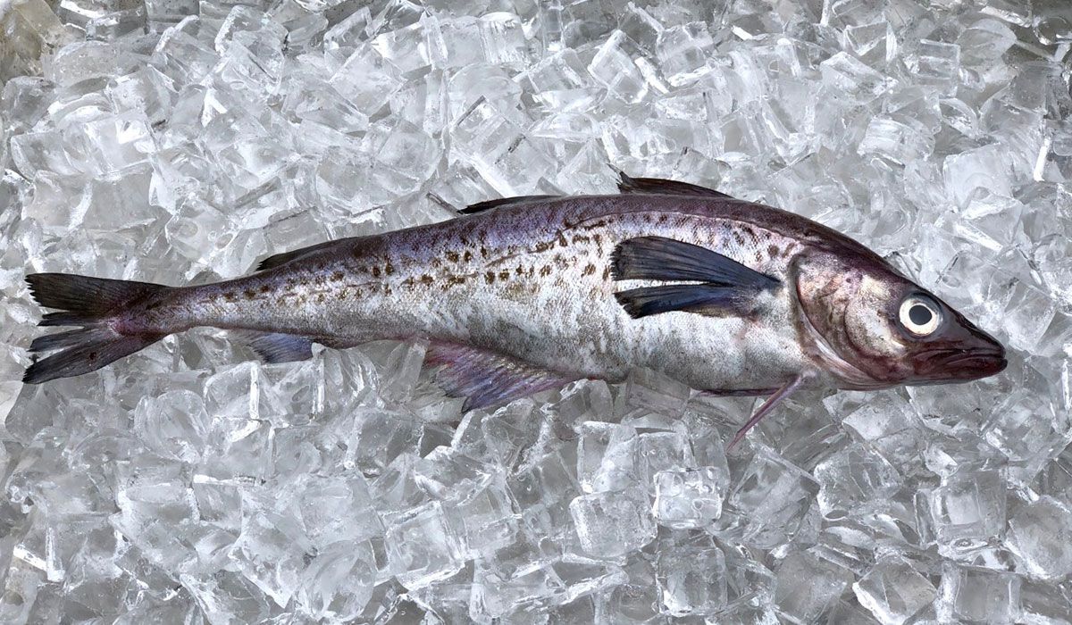 Pollock in ice