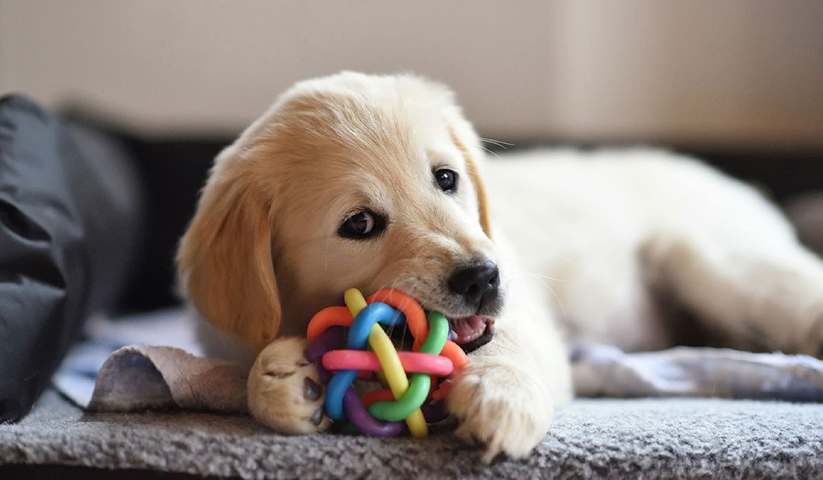 Puppy biting toy