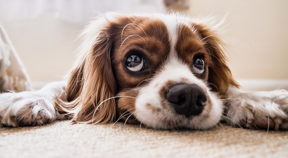 Puppy lying on the carpet