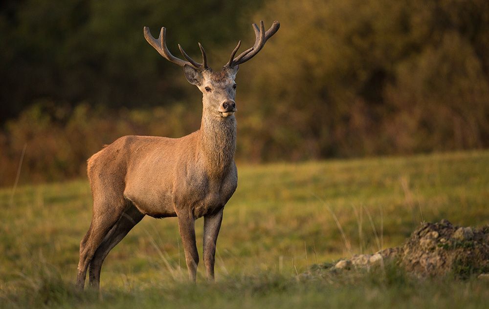 Red deer in the nature habitat during the deer rut european wildlife