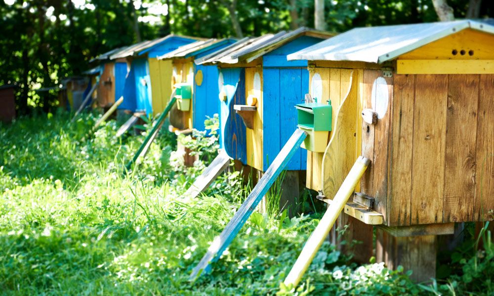Row of beehives set up in a clearing in the orchard