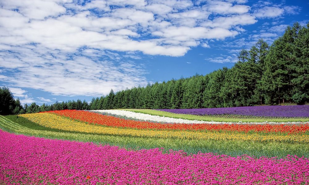 Rows of various flowers on a field