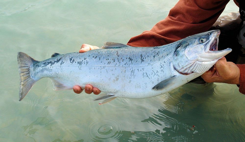 Salmon