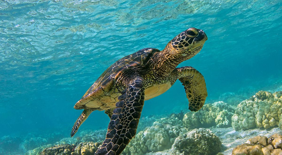 Sea turtle