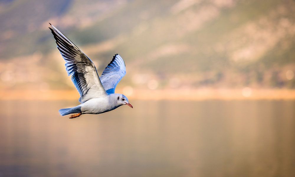 Seagull flying over water