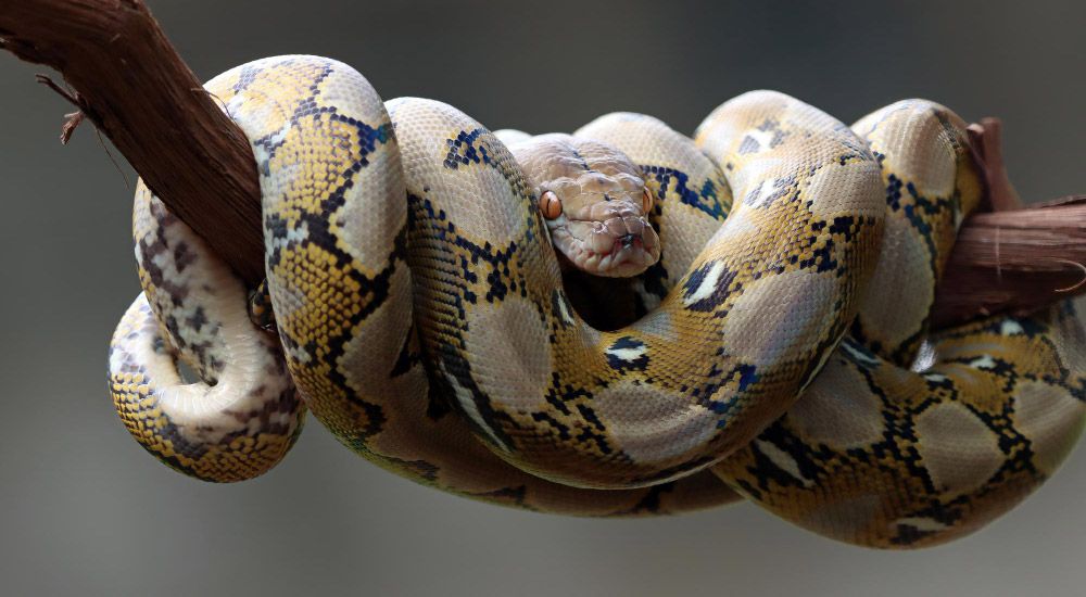 Snake pythonidae sleeping on a branch