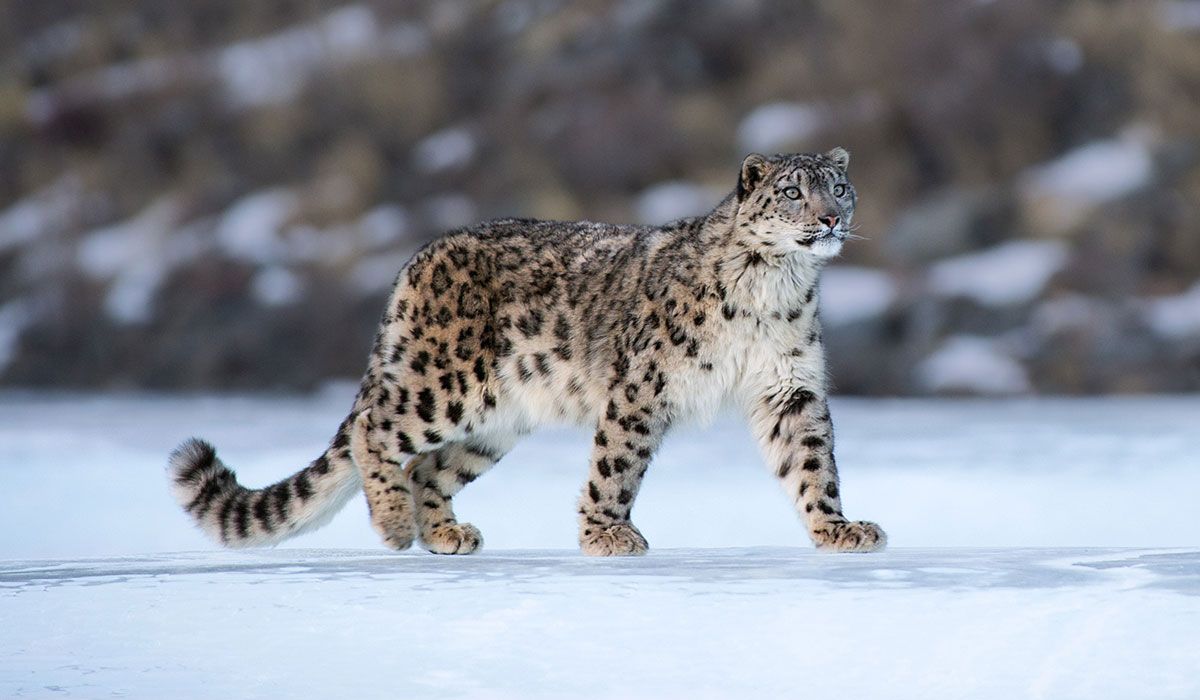 Snow panther walking in the snow