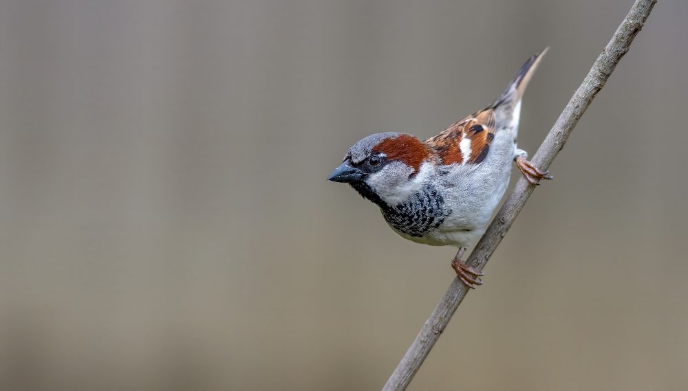 Sparrow