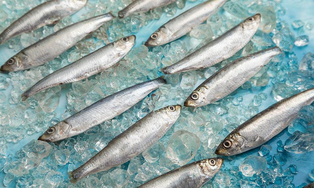 Sprats in ice