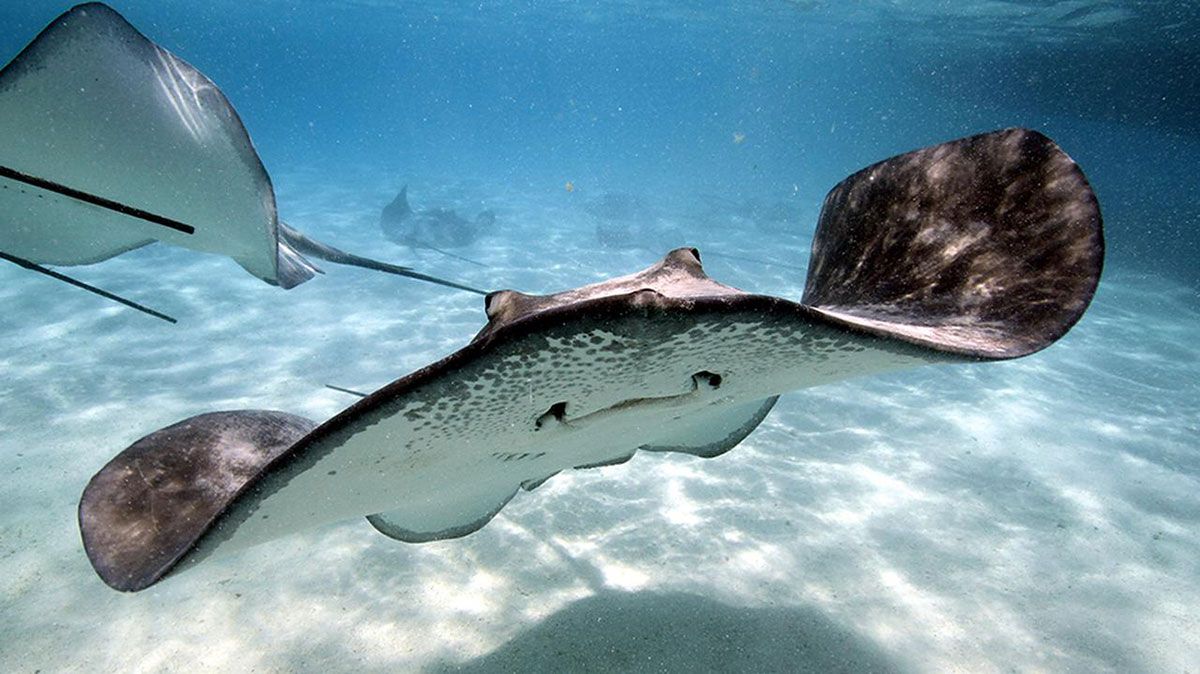 Stingray