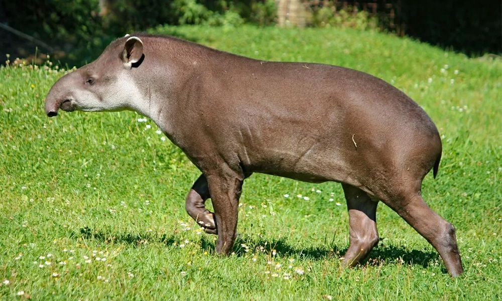 Tapir