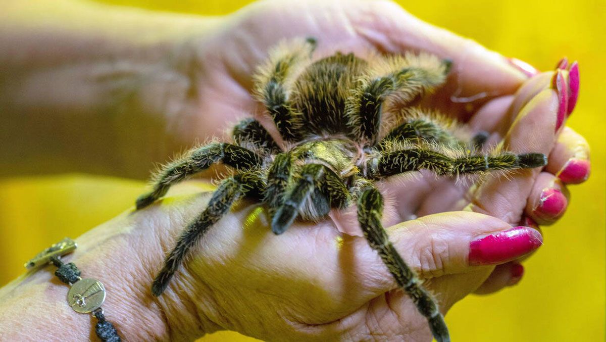 Tarantula held in hands