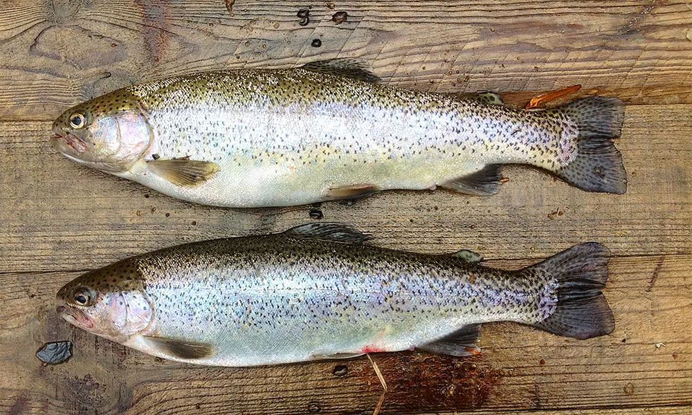 Trout
