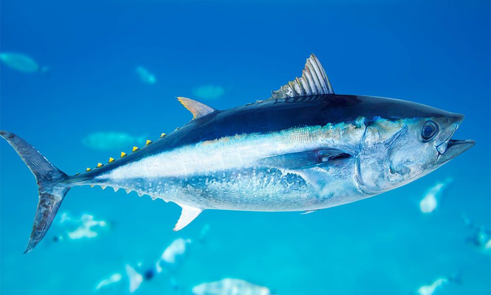 Tuna