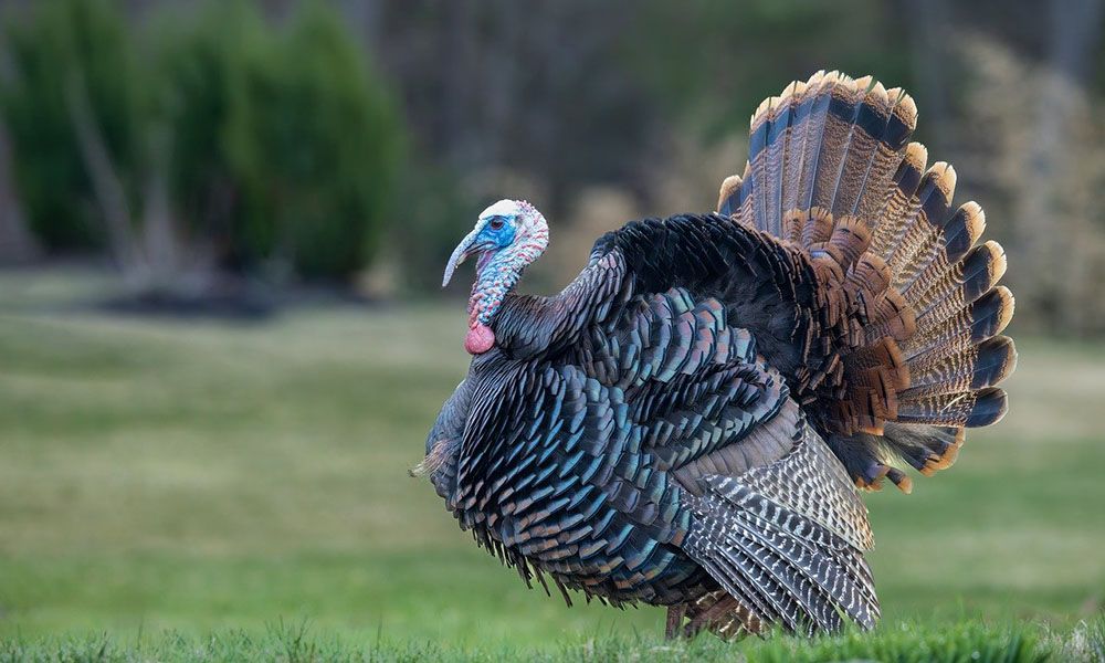 Turkey