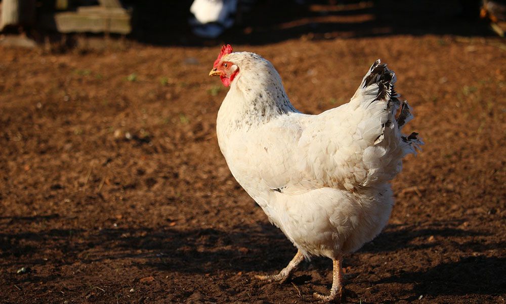White hen in the run