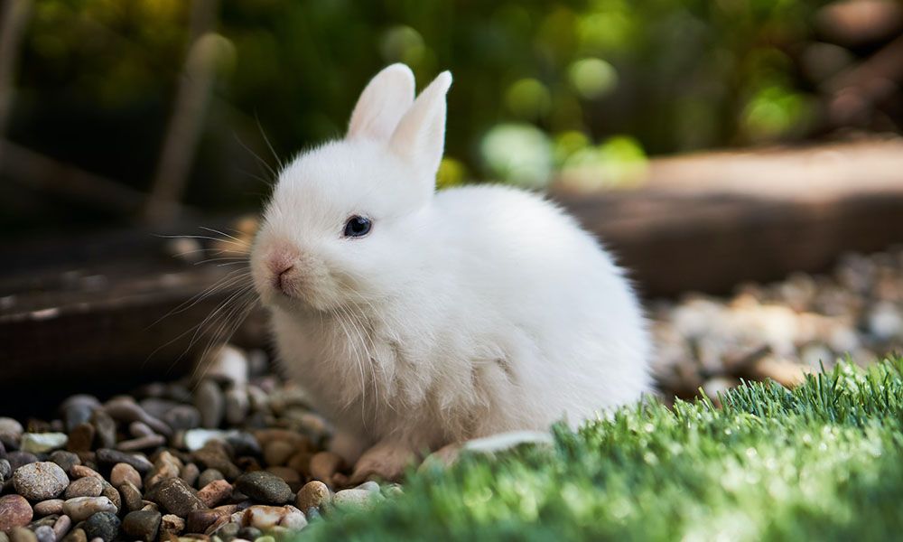 White rabbit