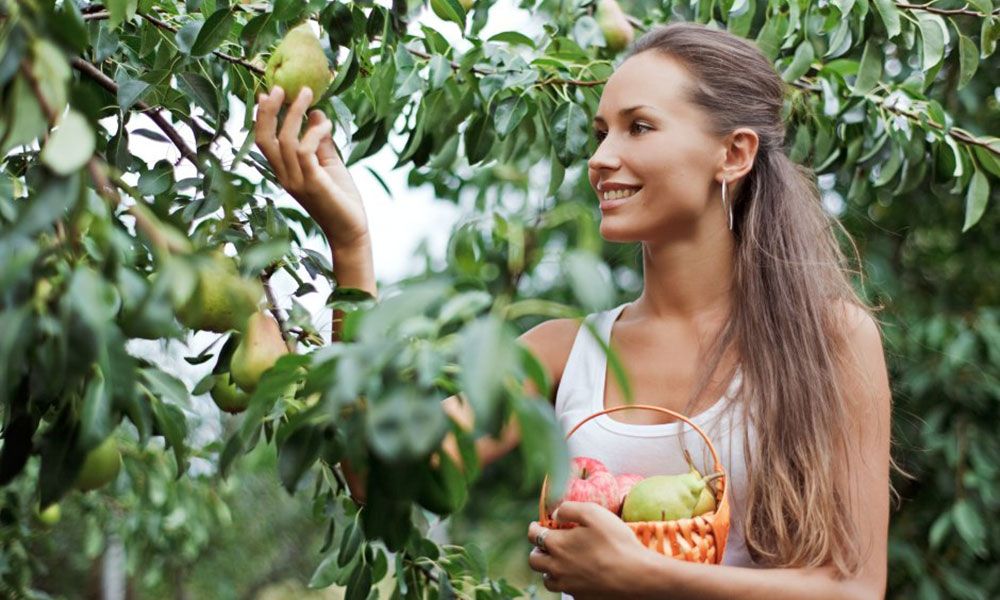 Woman picks a pear from a tree